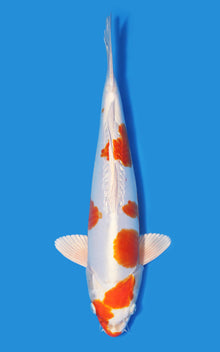 Kikusui