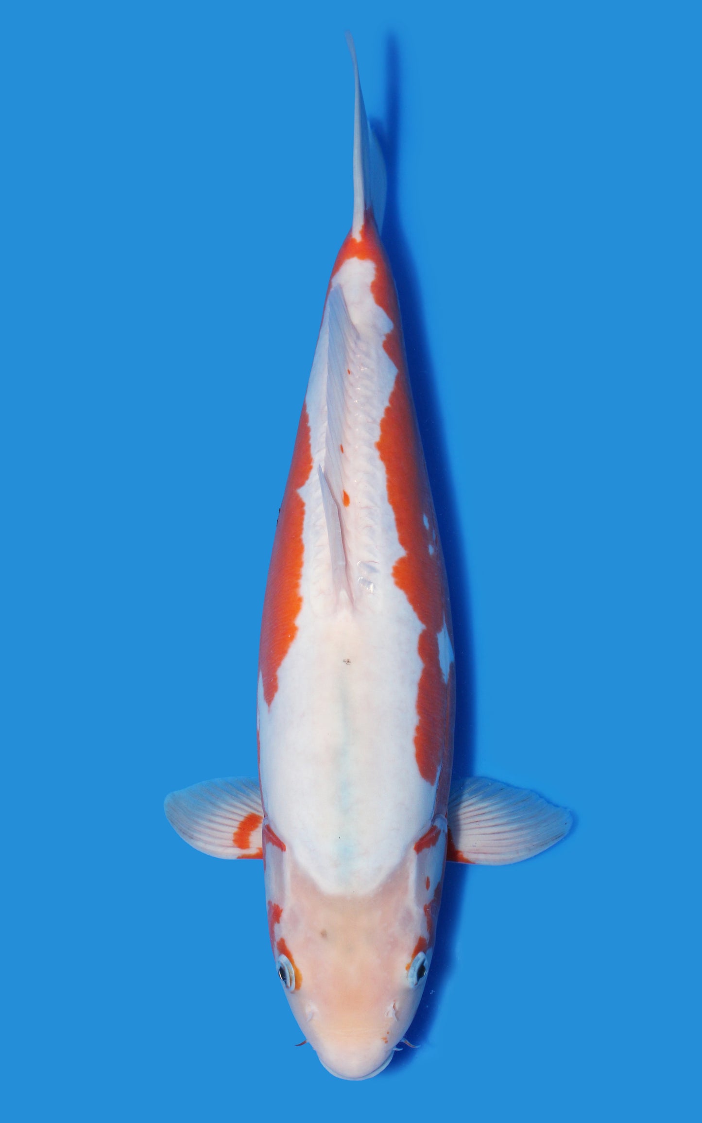 Kousui