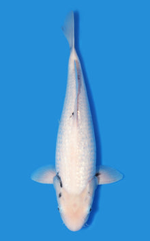 Ginrin Matsukawabake