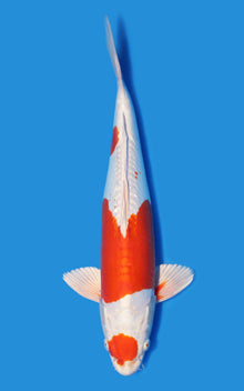 Kikusui