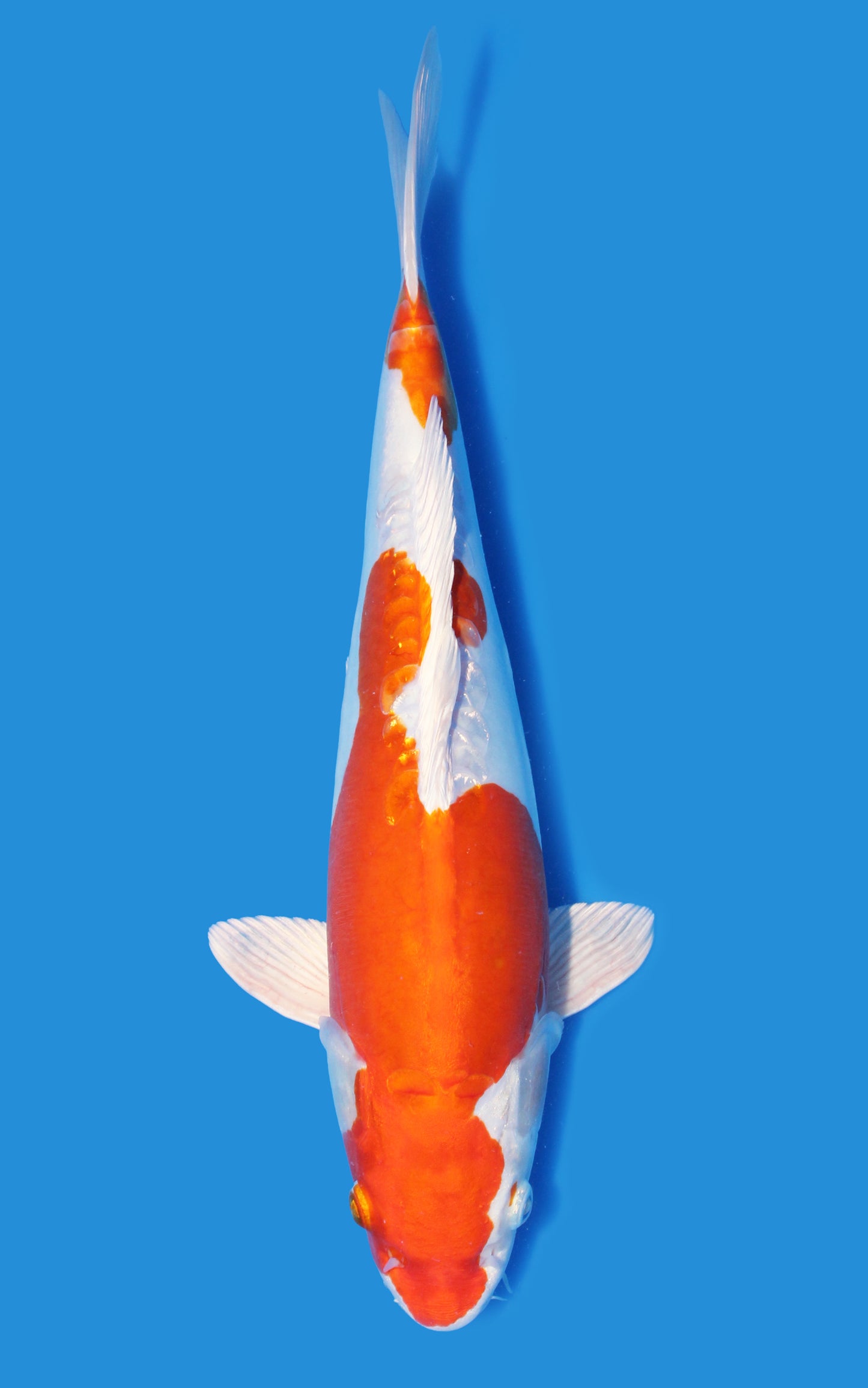 Kikusui