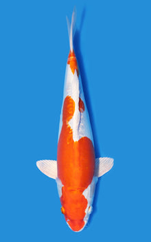 Kikusui