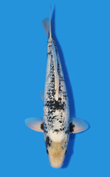 Ginrin Matsukawabake