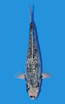 Ginrin Matsukawabake