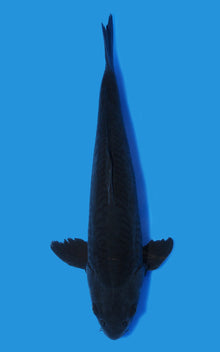 Aragoke Karasugoi
