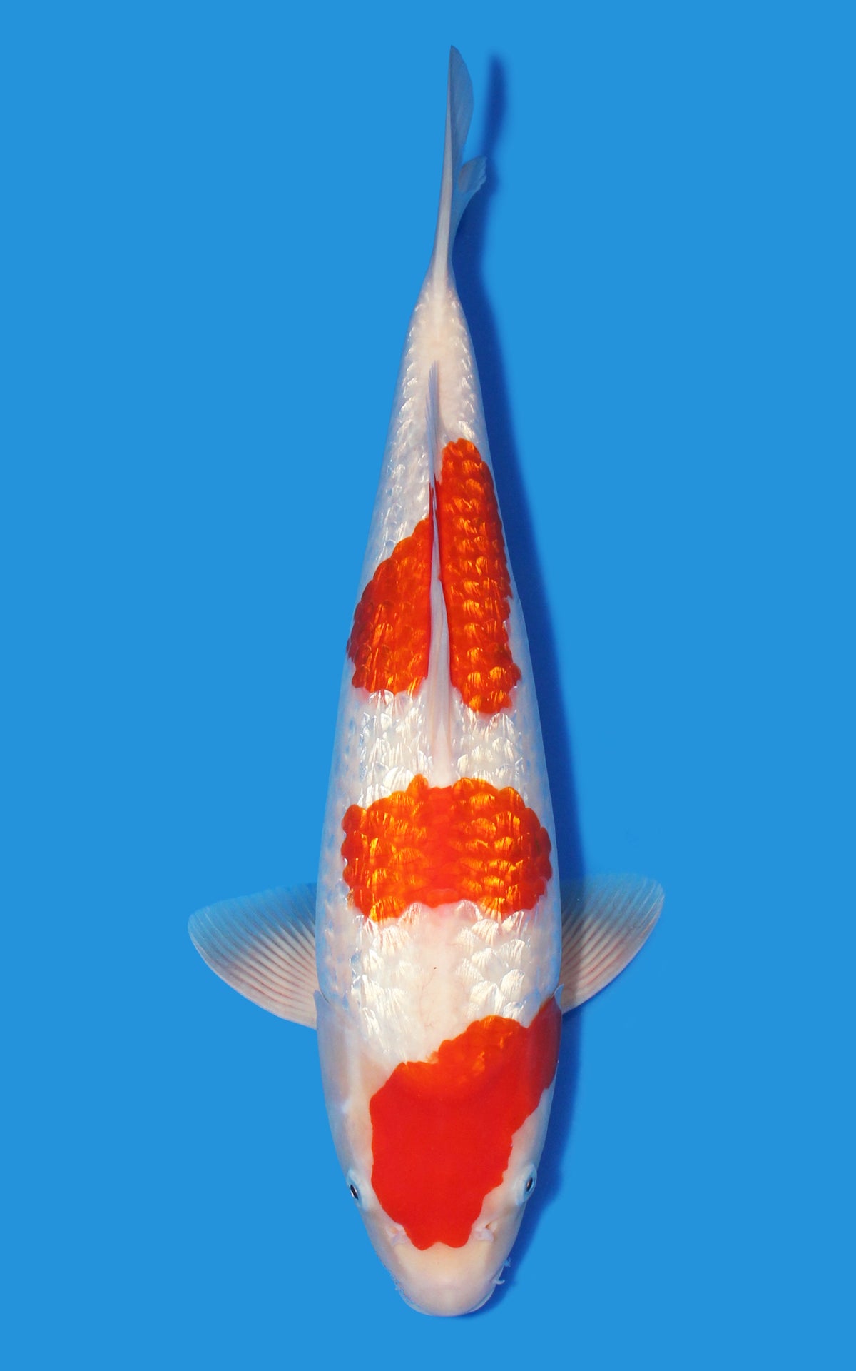 Ginrin Kohaku