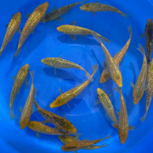 Ginrin Golden Corn Tosai (baby koi)