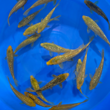 Ginrin Golden Corn Tosai (baby koi)