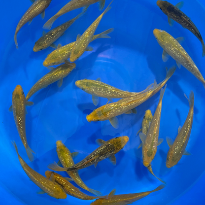 Ginrin Golden Corn Tosai (baby koi)