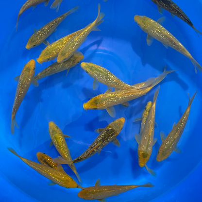 Ginrin Golden Corn Tosai (baby koi)