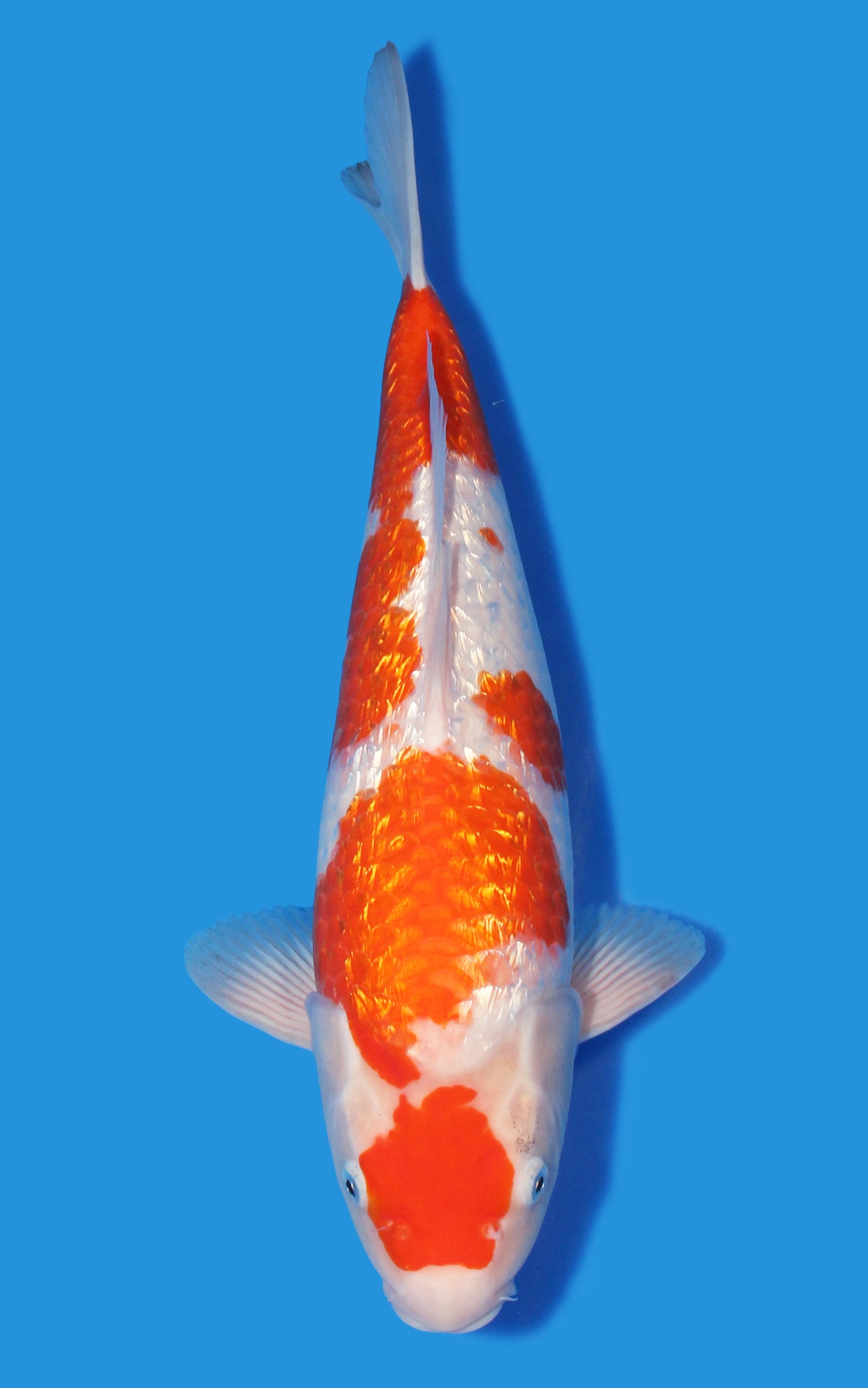 Ginrin Kohaku