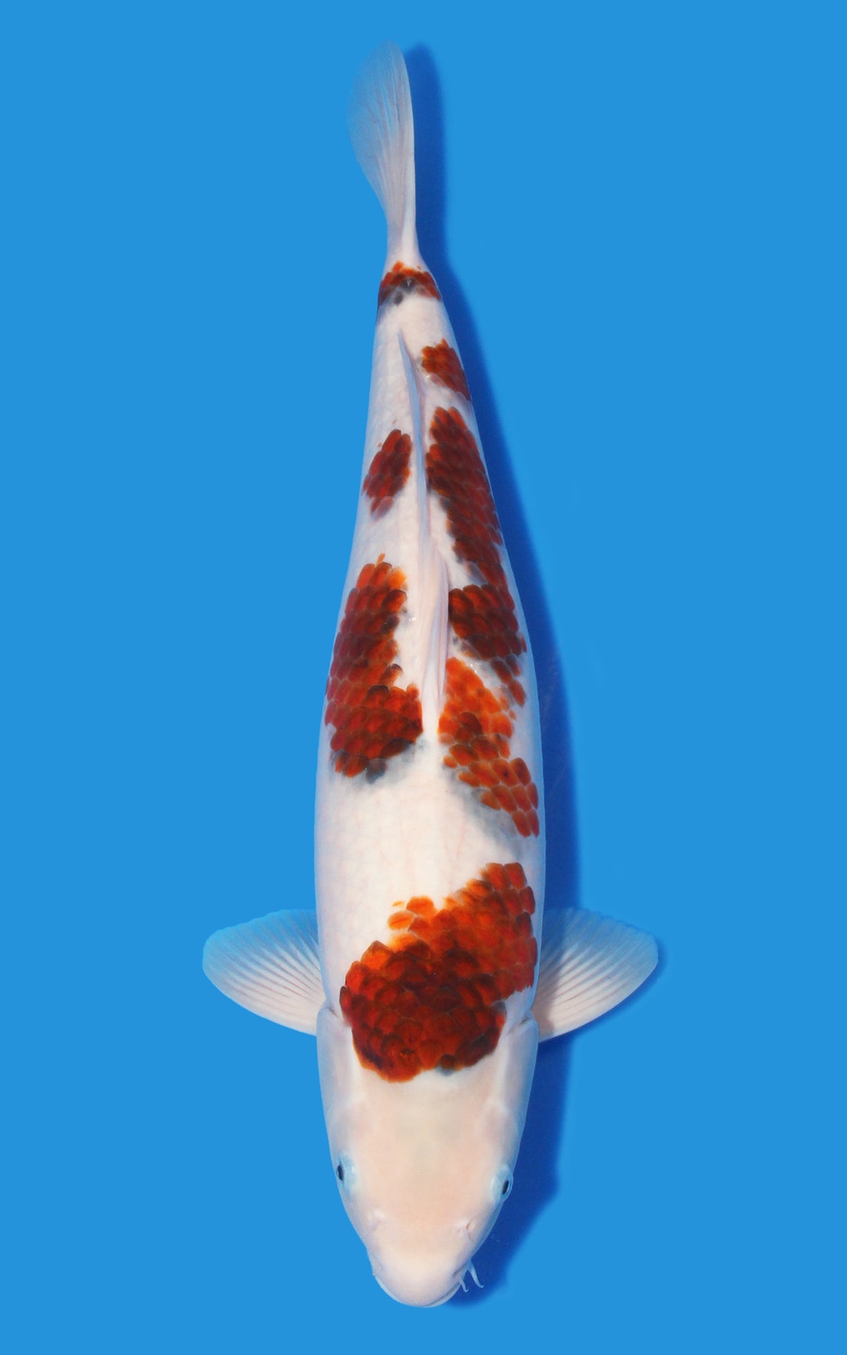 Budo Goromo