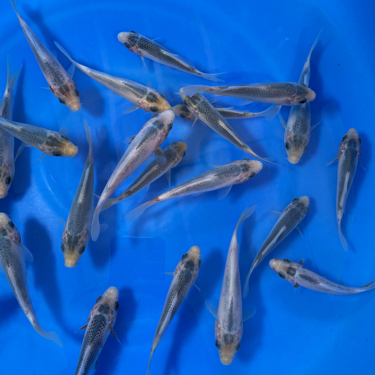 Asagi Tosai (baby koi)
