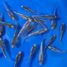 Asagi Tosai (baby koi)