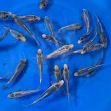 Asagi Tosai (baby koi)