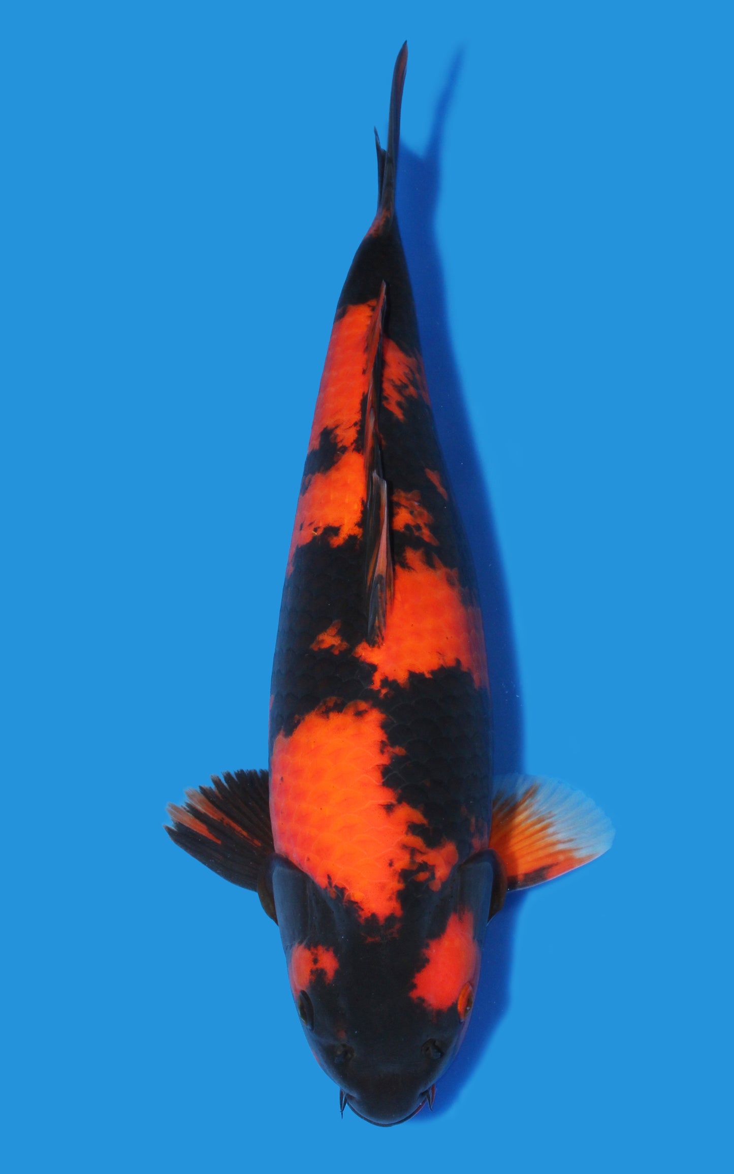 Hi Utsuri