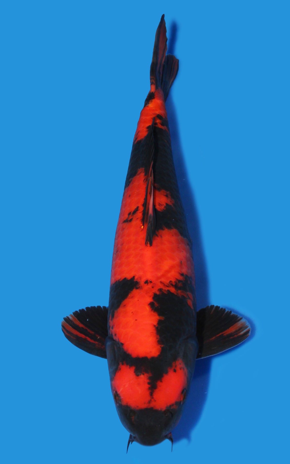 Hi Utsuri
