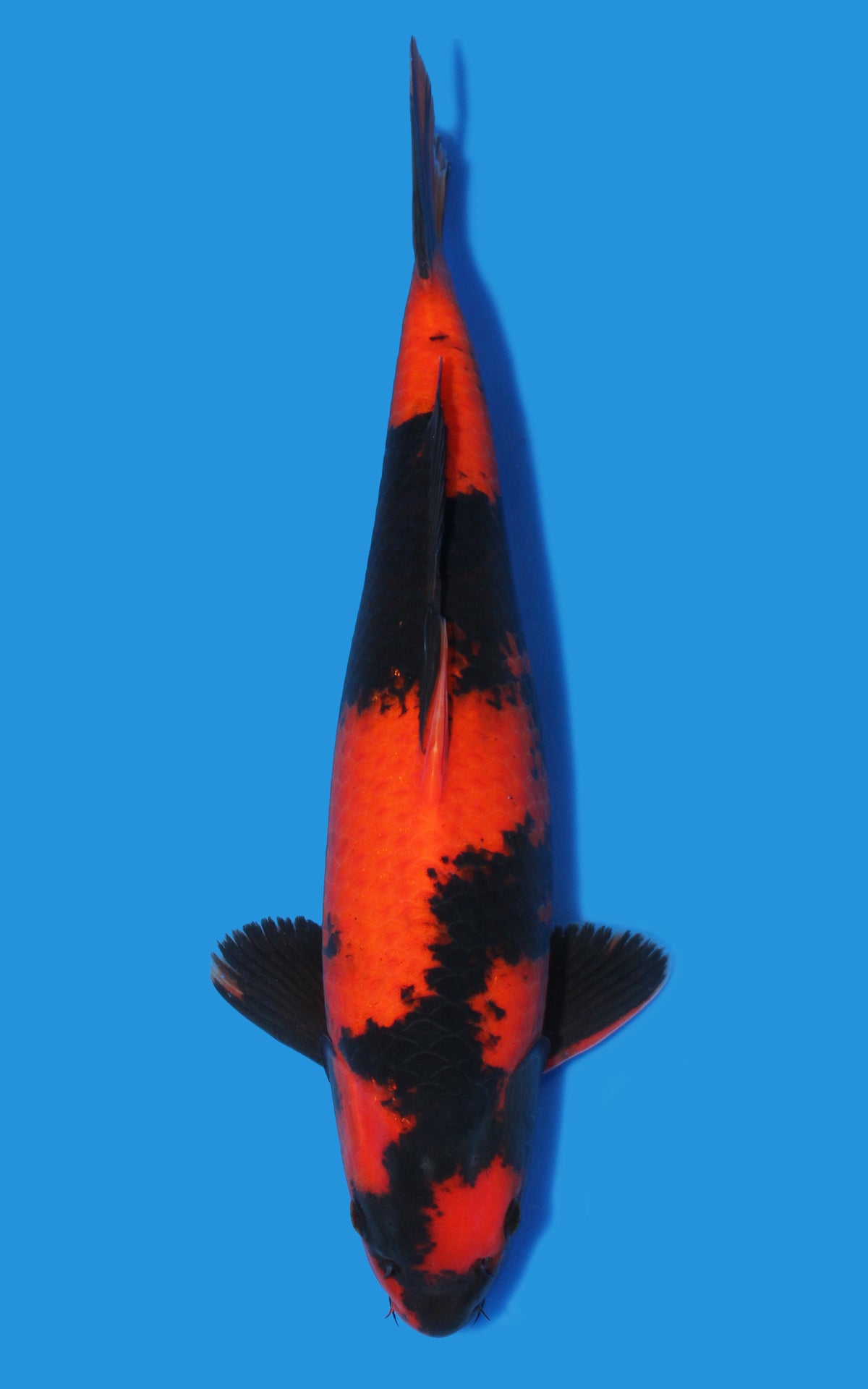 Hi Utsuri