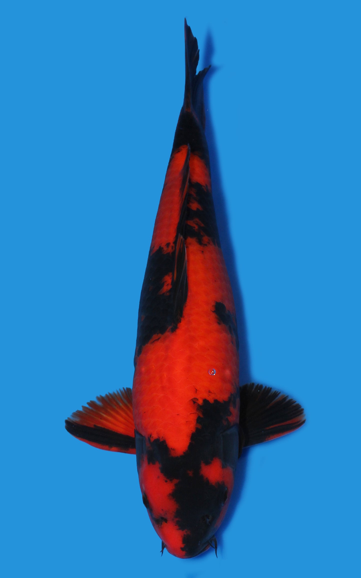 Hi Utsuri