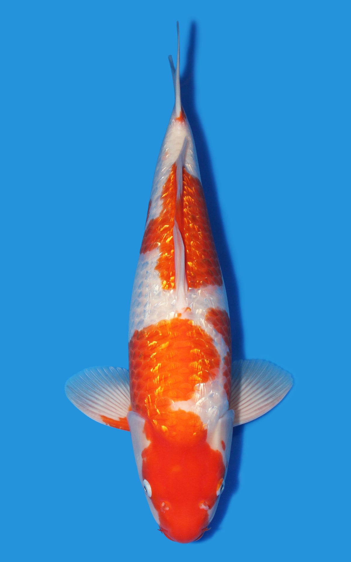 Ginrin Kohaku