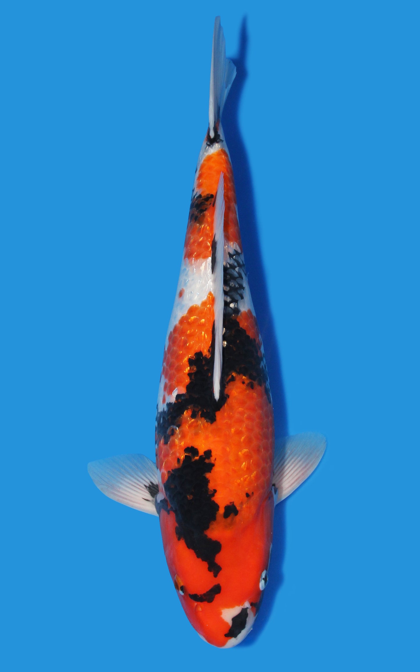 Ginrin Showa