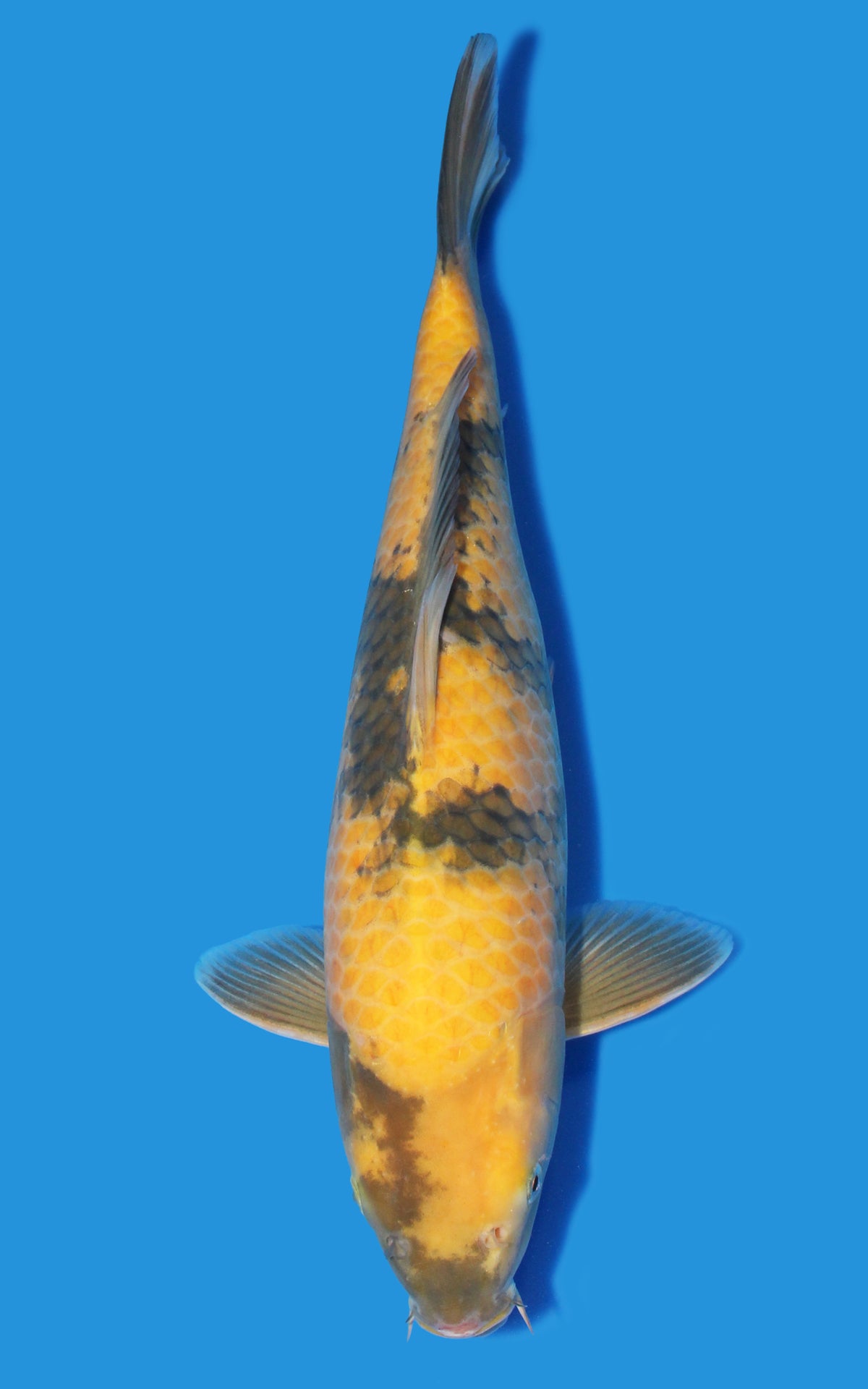 Ki Utsuri