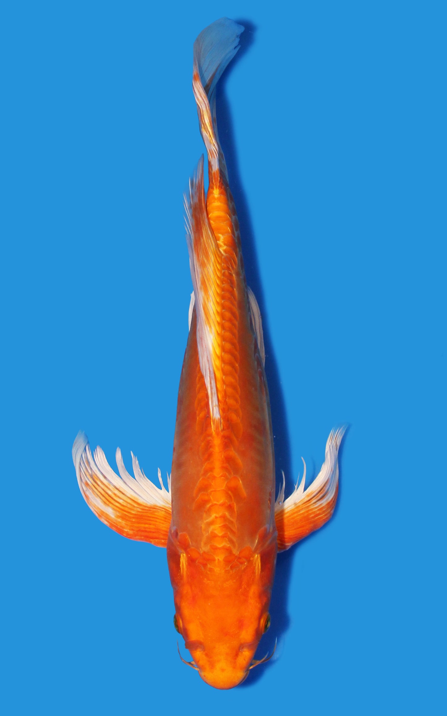 Butterfly Orenji Ogon
