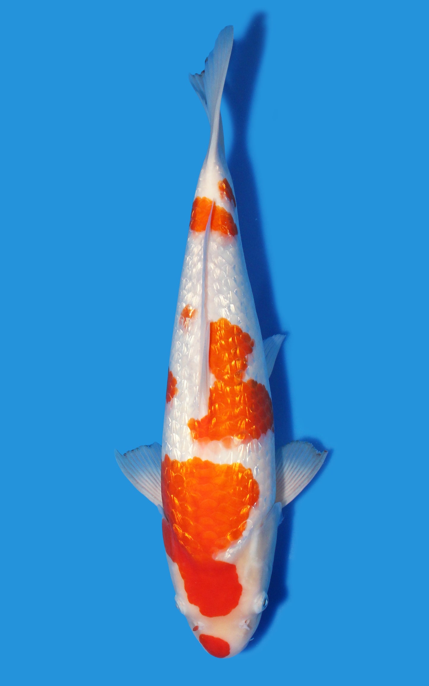 Ginrin Kohaku