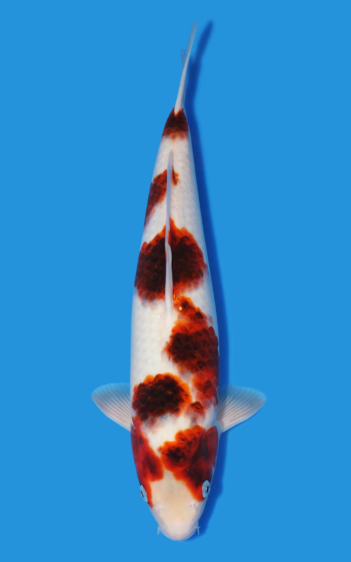 Budo Goromo