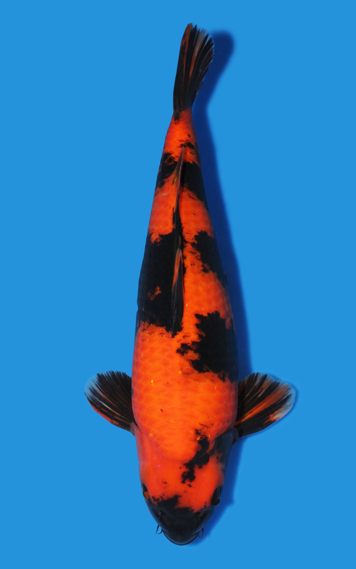 Hi Utsuri