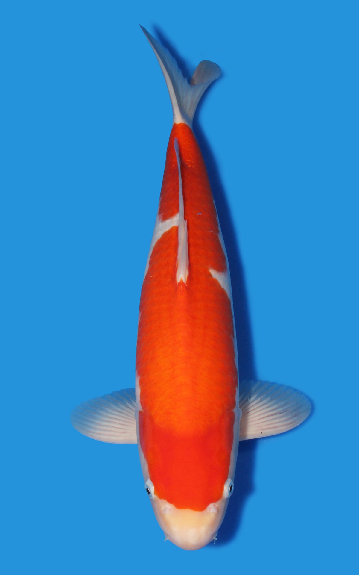 Kohaku