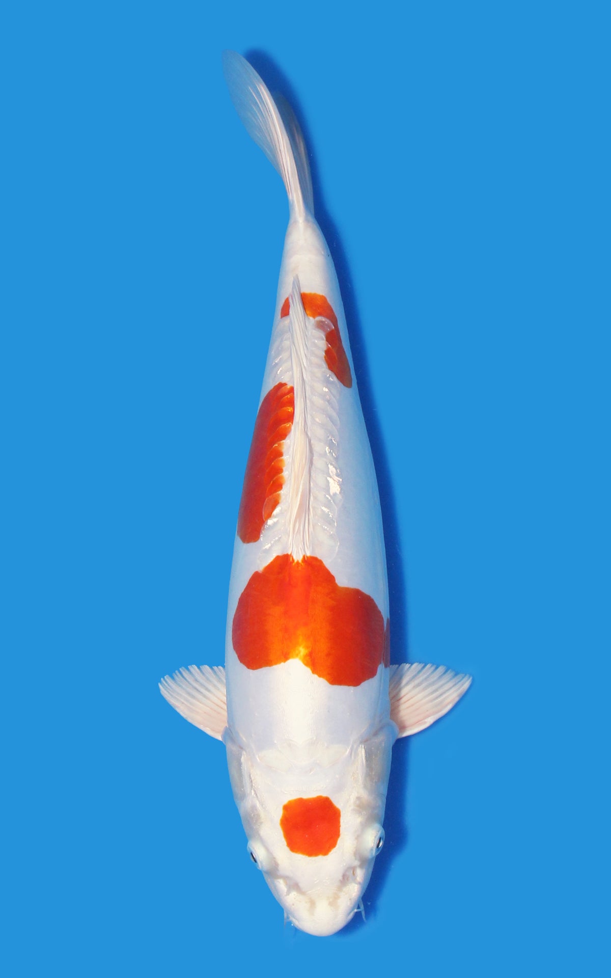 Kikusui
