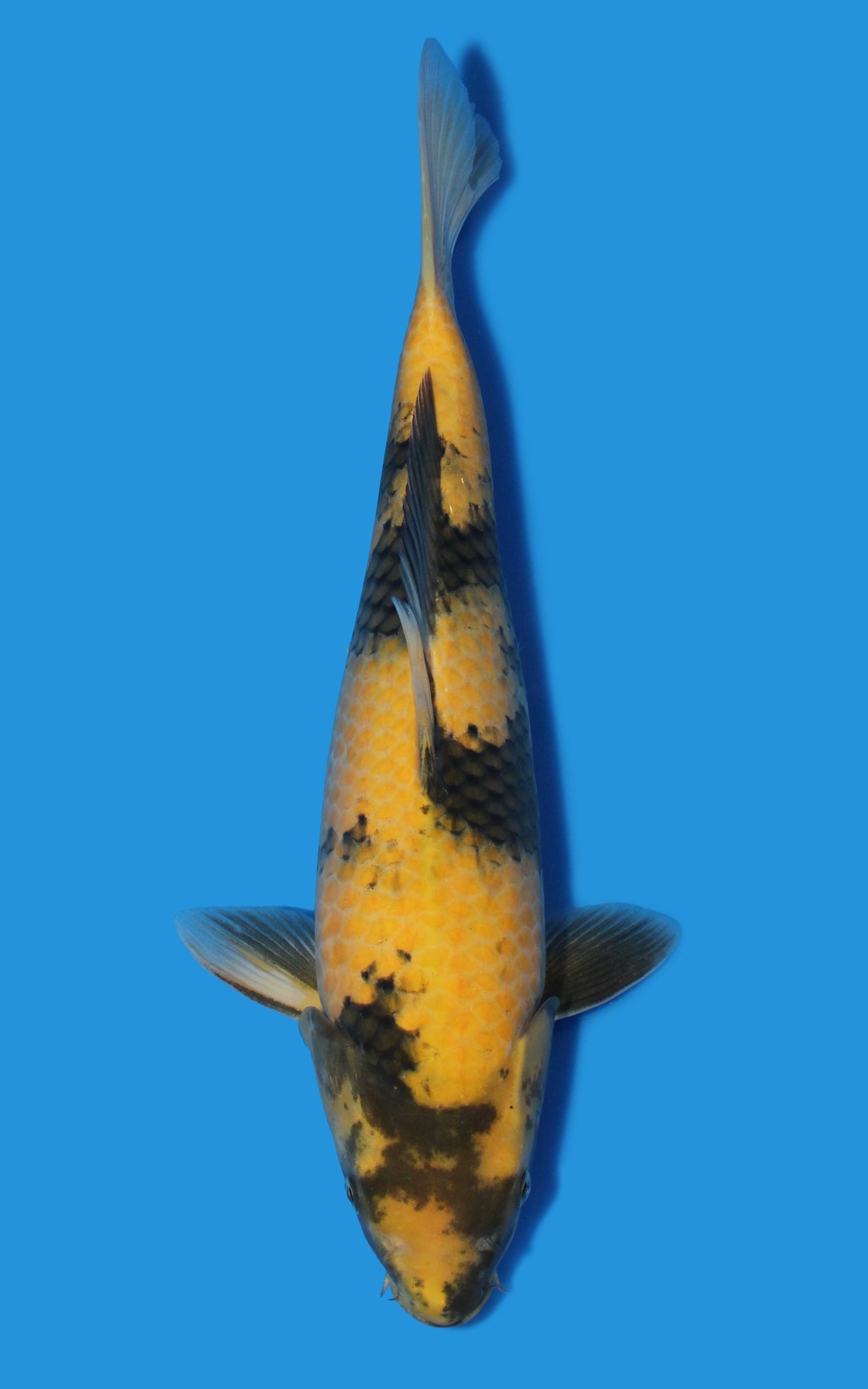Ki Utsuri