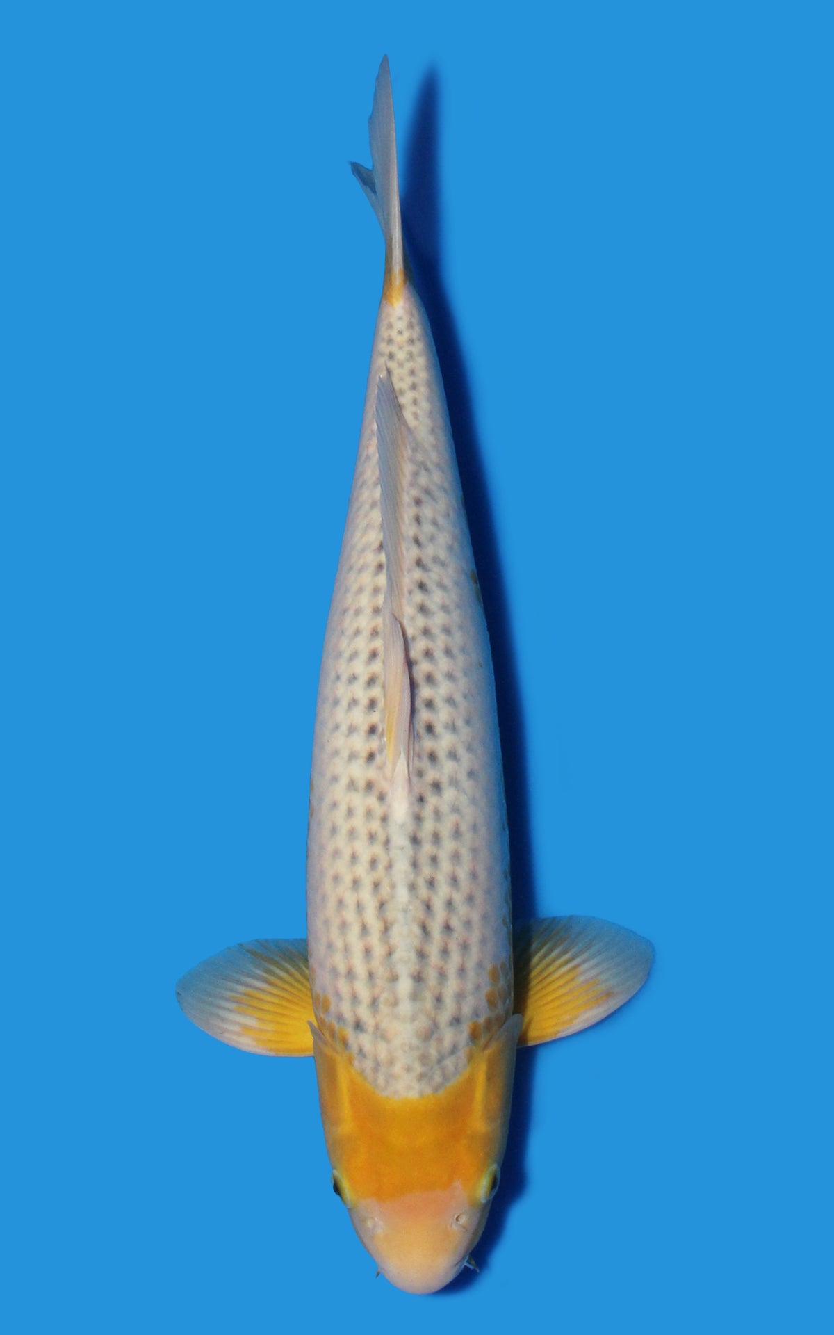 Golden Corn