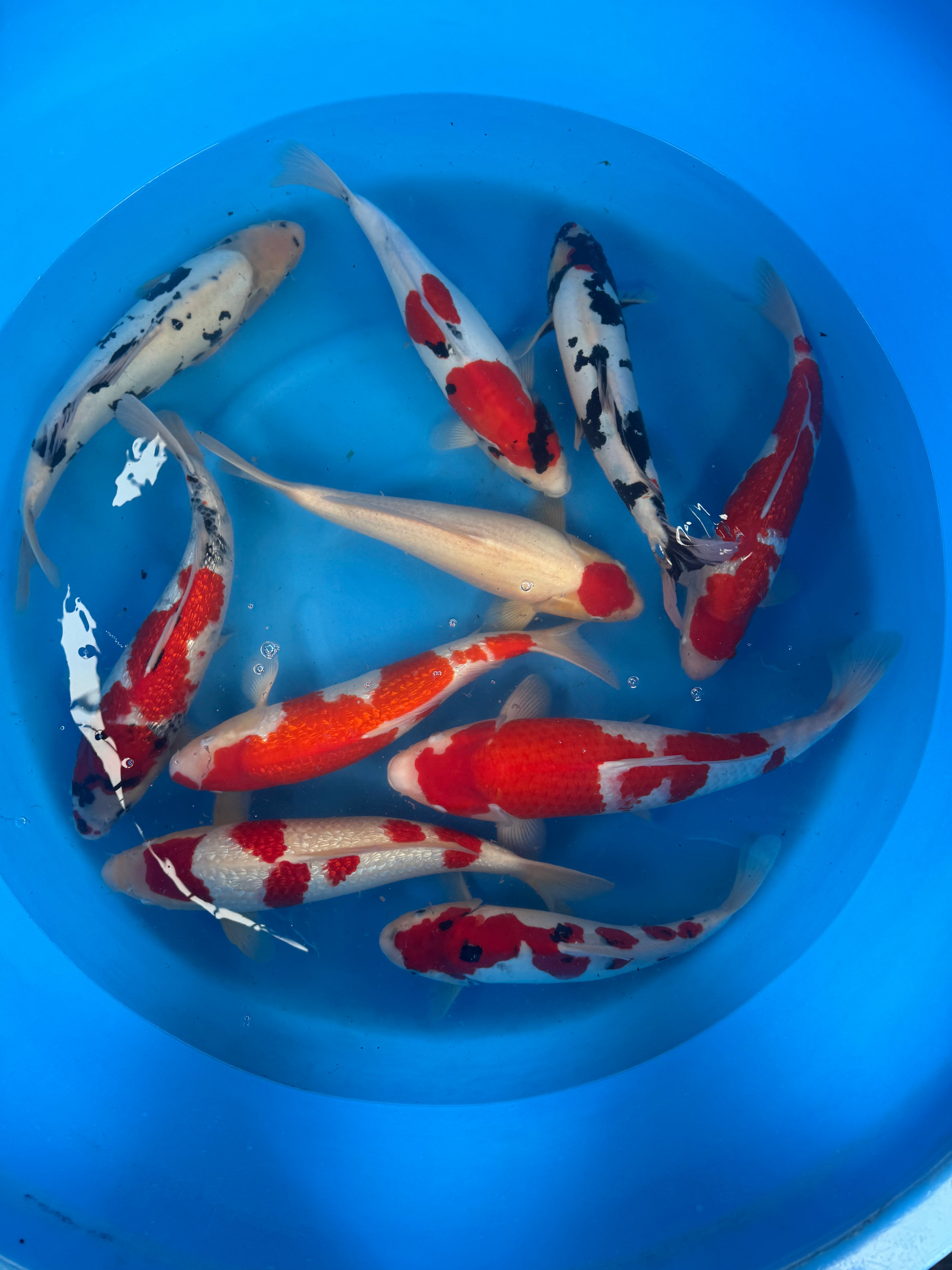 Normal Koi CARE & FAQ – House of Koi