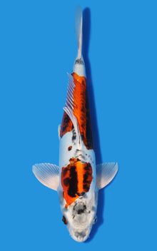 Beni Kikoryu