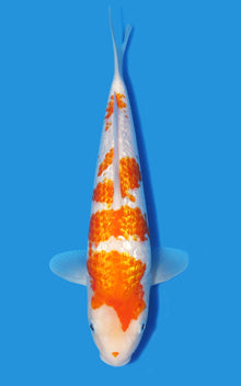 Ginrin Orange Kohaku