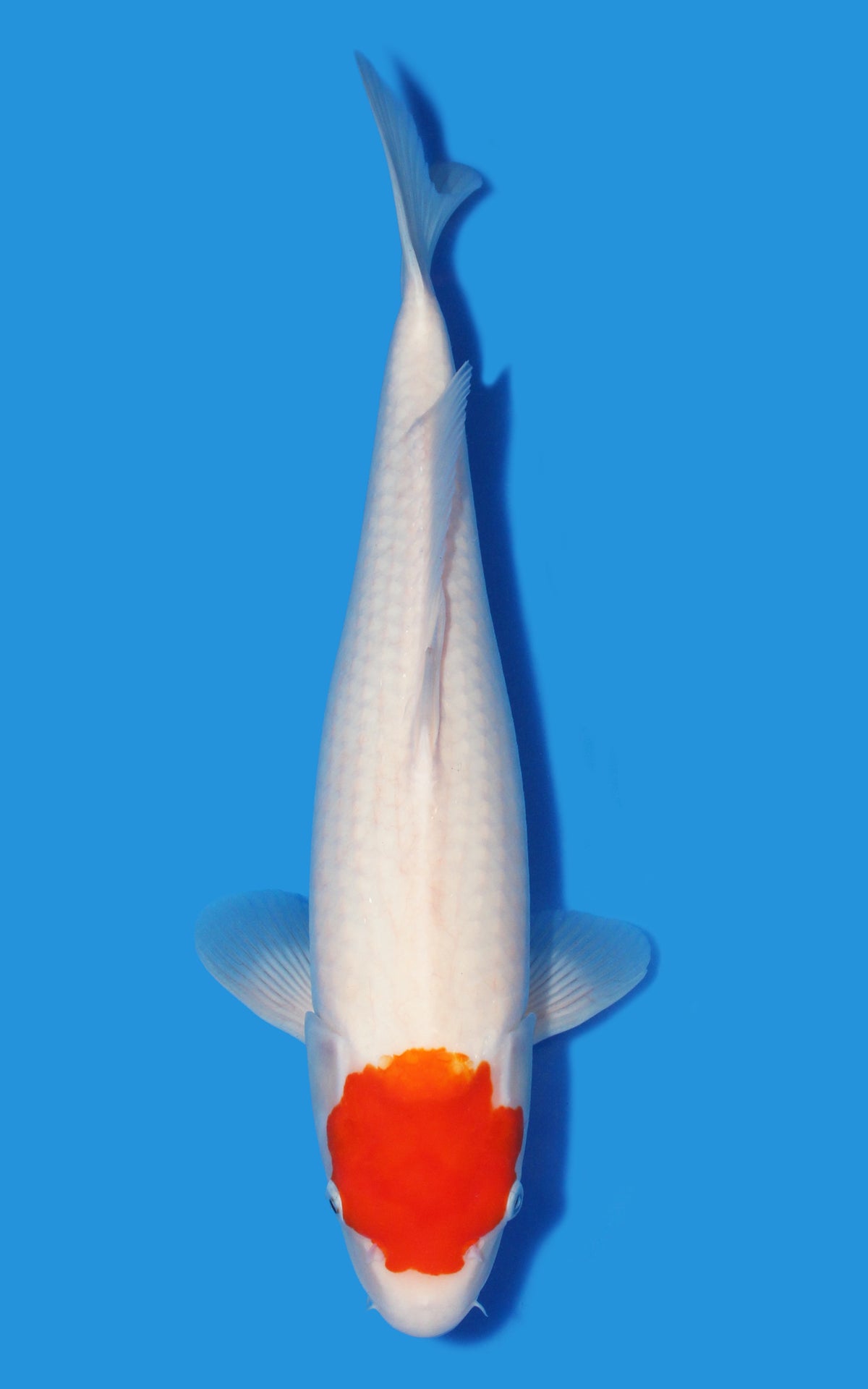 Tancho Kohaku