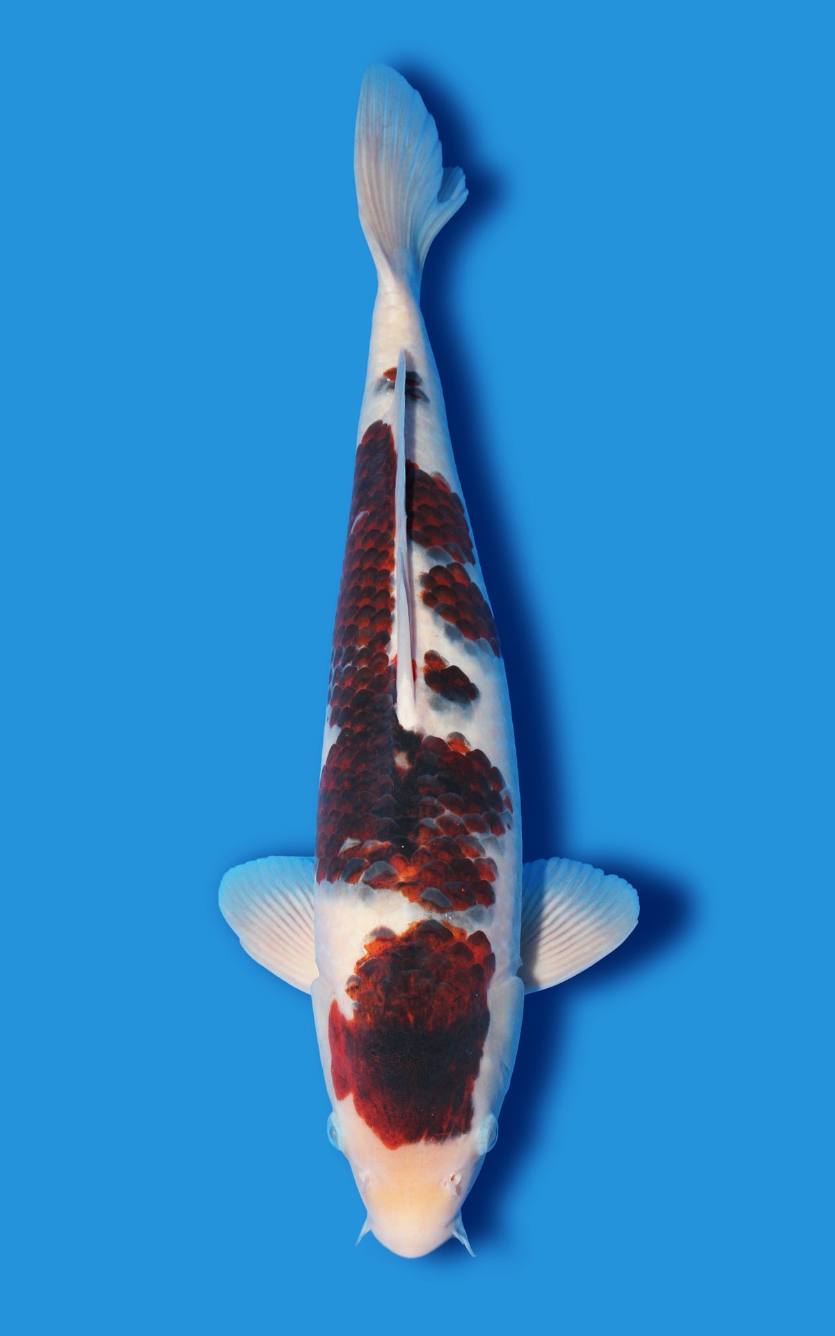 Budo Goromo