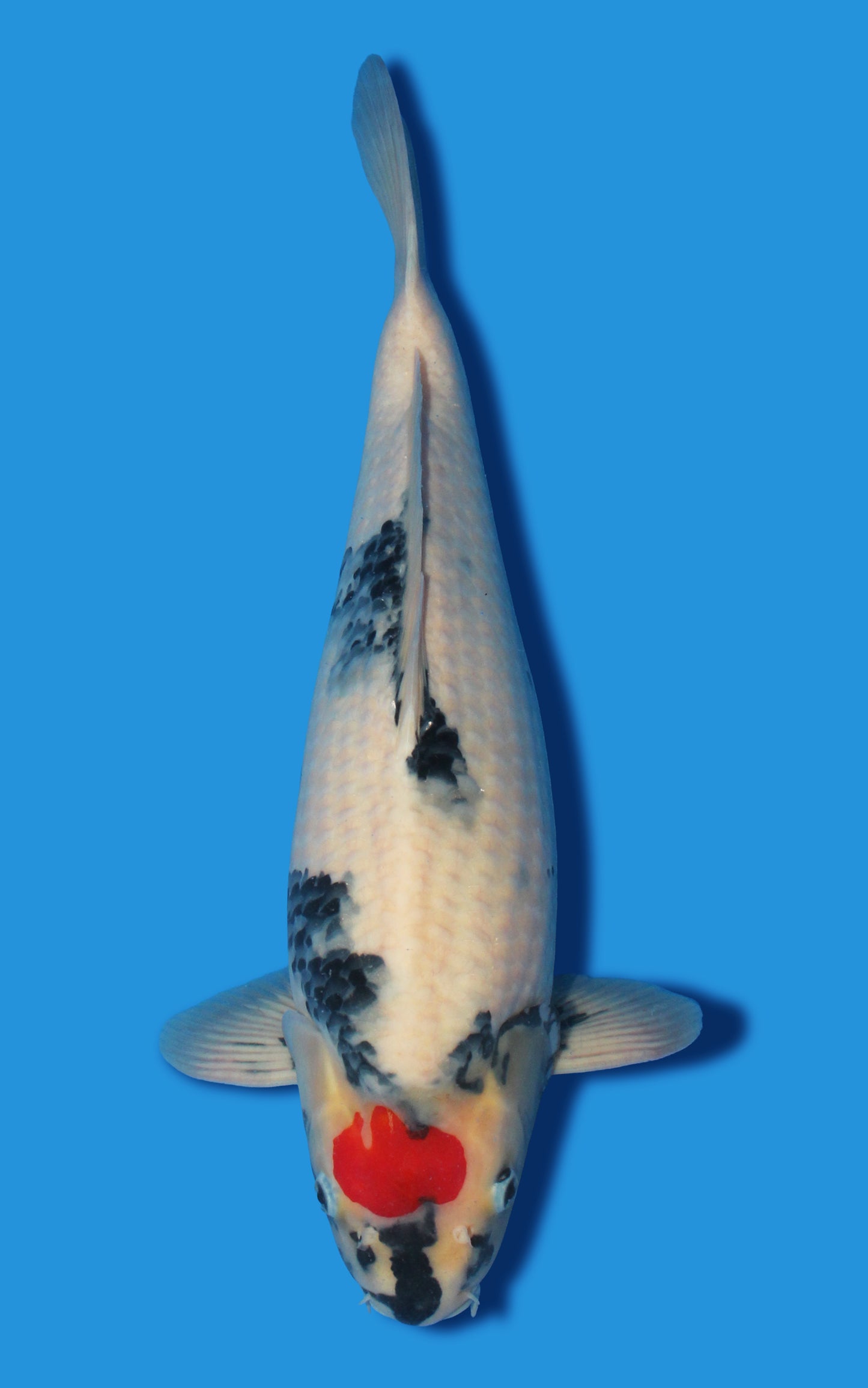 Tancho Showa