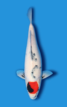 Tancho Showa