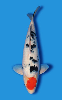 Tancho Sanke