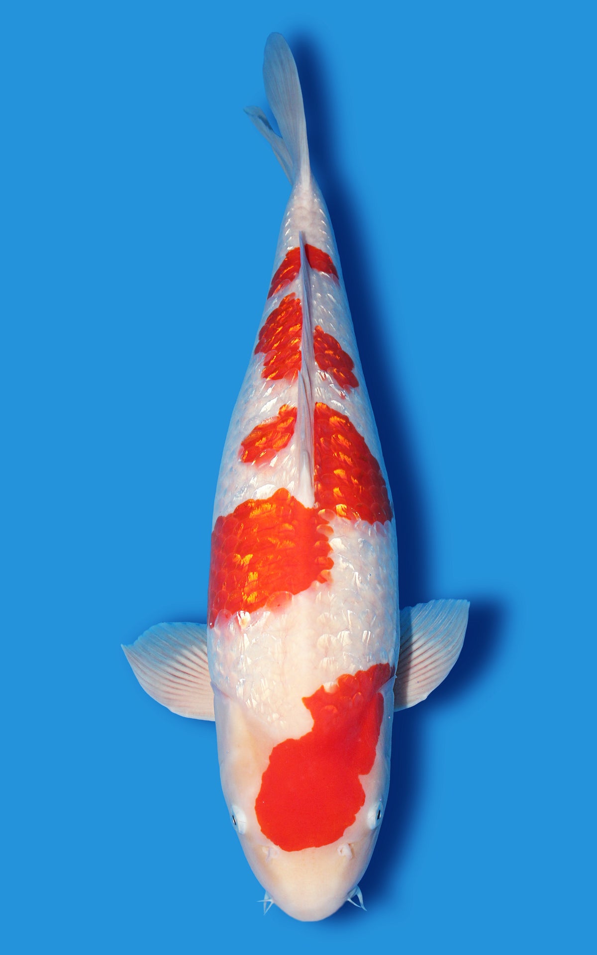 Ginrin Kohaku