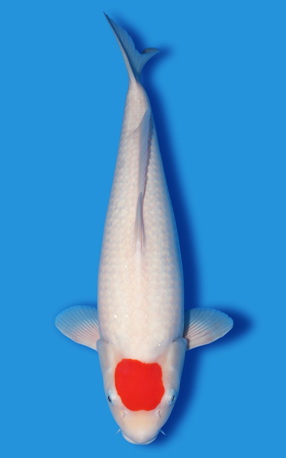 Tancho Kohaku