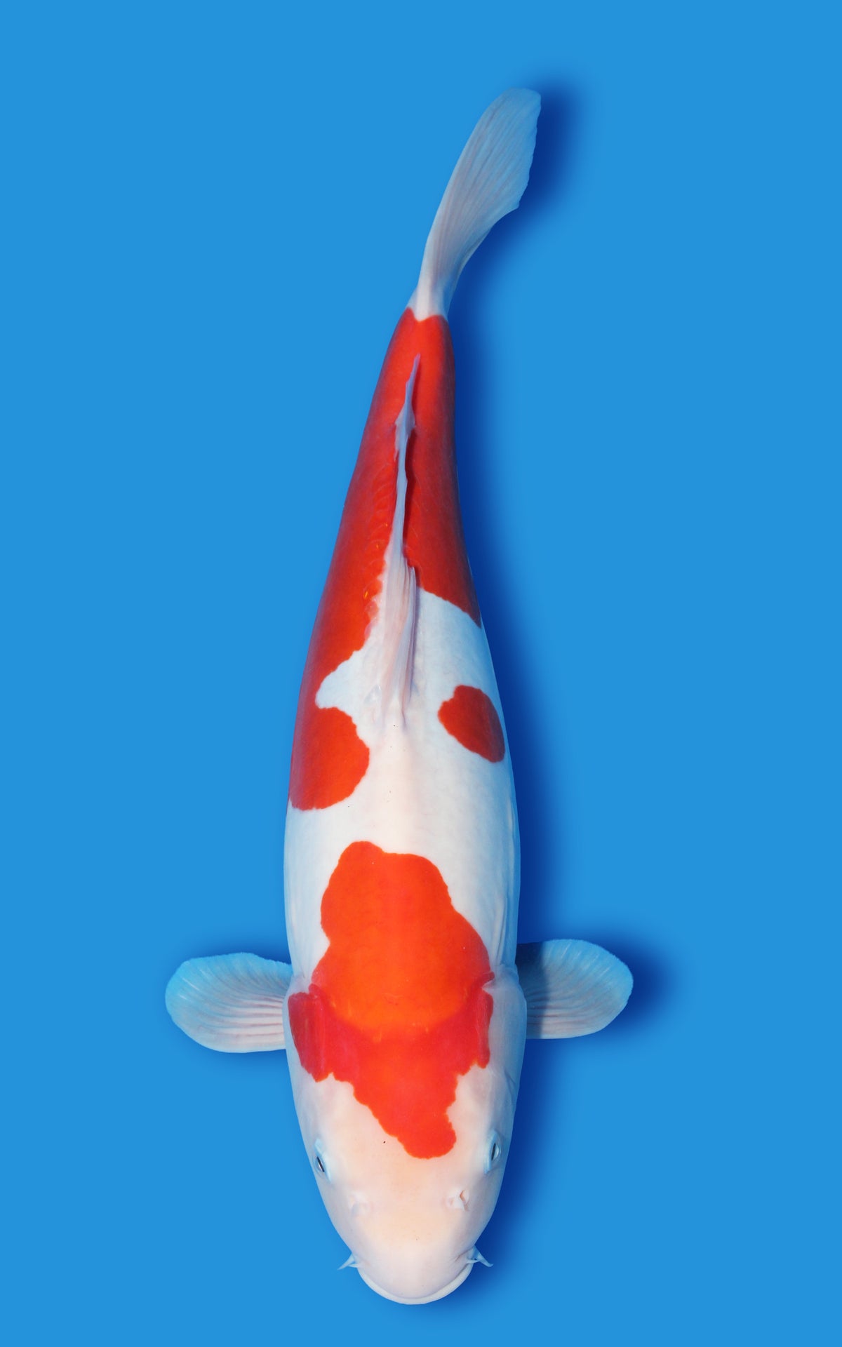 Doitsu Kohaku