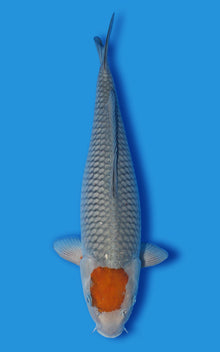 Tancho Ochiba