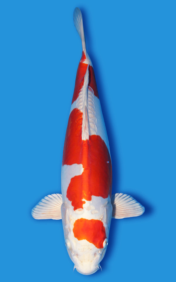 Kikusui Japanese koi for sale