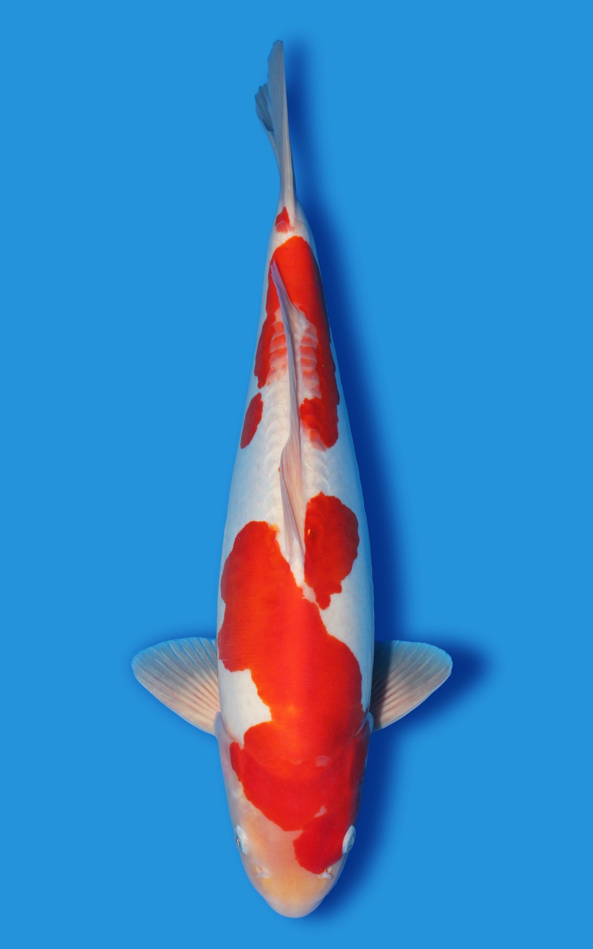 Doitsu Kohaku