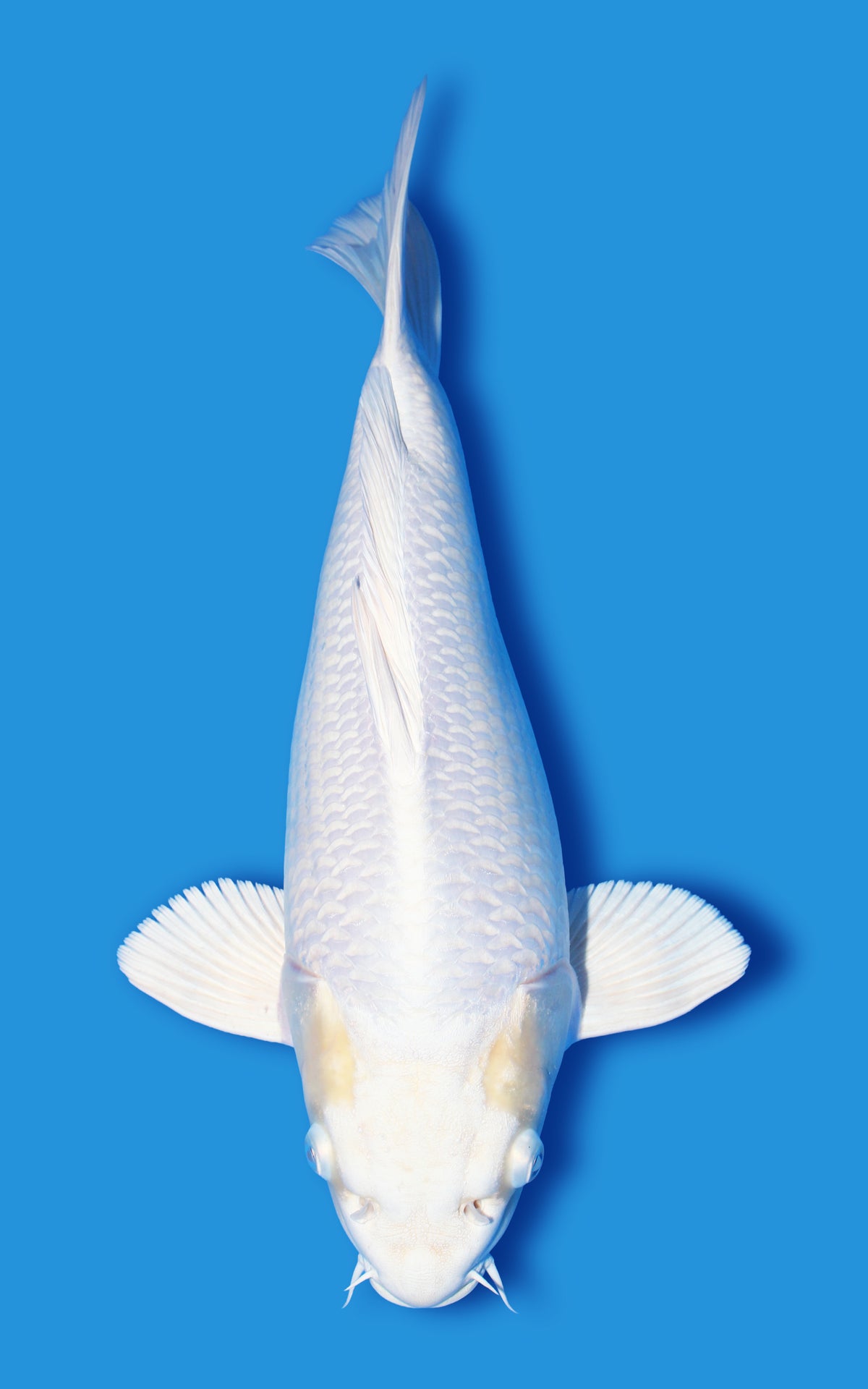 Platinum Short Body – House of Koi