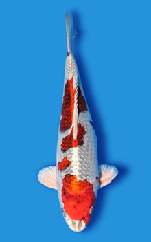 Kawari Kujaku